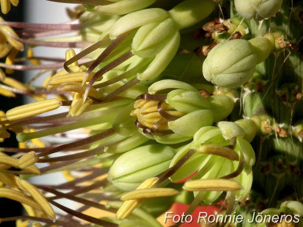 Agave viktoria regina